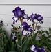 Shirley Ritter - Facebook