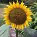 Shirley Rostamo - Facebook