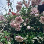Shirley sheldon - @semscas - Instagram