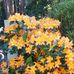 Shirley Spry - Facebook