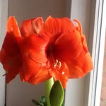 Shirley Anne Stowell - @shirleyannestowell - Instagram