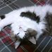 Shirley Stringfellow - Facebook