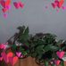 Shirley Strother - Facebook