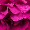 Shirley Thacker - @shirleythacker7 - TikTok