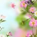 Shirley Trainer - Facebook