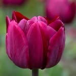 Shirley Joshua - @robert.truscott.963 - Instagram