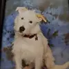 shirleytwitchell - @shirleytwitchell - TikTok
