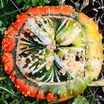 Shirley Waldron - @shirley.waldron1 - Instagram
