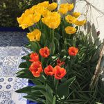 Shirley Waldron - @waldron_shirley - Instagram