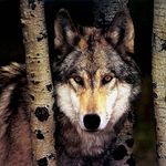 Shirley Webber - @lady_spirit_wolf - Instagram