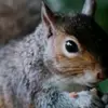 Shirley Wright - @squirrelly1 - TikTok