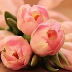 Shirley Wright - Facebook