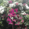 Shiv Kumar - @rajkumar87090 - TikTok