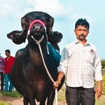 Shivram Dhangar dairy farm Nisarpur - @shivram_dariy_farm_nisarpur_12 - Instagram