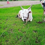 shiva pagadala - @shiva_samily_1 - Instagram