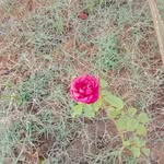 shivani murthy - @murthy.shivani - Instagram