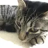 shokohiguchi4 - @shokohiguchi4 - TikTok