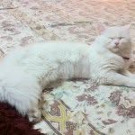 @shoaib_iqbal - Instagram
