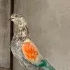 shoaibiqbal - @shoaibiqbal797 - TikTok