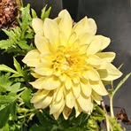 Shobha Rani - Facebook
