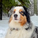 Shon | Australian Shepherd 🐾 - @aussishon - Instagram