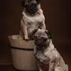 DexterandLioPugLife - @shonascott4 - TikTok