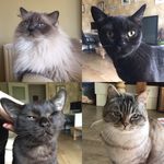 Shona Hannah Scott - @ourhousecats - Instagram