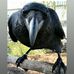 Shona Scott - Facebook