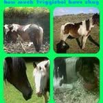 Shona Thomas - @welshponies39 - Instagram