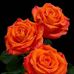 Shona Watson - Facebook