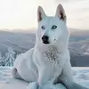 shonawatson - @shonawatson61 - TikTok