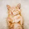 Shonda Green - @shonda.green4 - TikTok