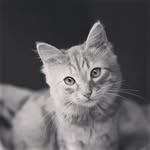Shone Thomas - @_shone_thomas_ - Instagram
