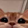 shonglin - @tedgamer19 - TikTok
