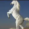Hawle hawle - @anderson.shonna - TikTok