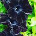 Shawna Schaeffer - Facebook