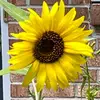 Shoshana_Steiner🌻 - @shoshana_steiner - TikTok