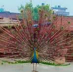 Shravan Singh - Facebook