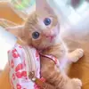 shruti_dhabugade - @shruti_dhabugade - TikTok