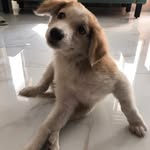 Shruti🥰the princess 👑 - @shruti_krishnan - Instagram