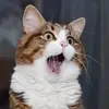 shufenlin0 - @shufenlin0wew - TikTok