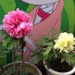 凌淑惠 - @shuhui.ling - Instagram