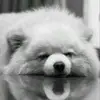 CaoShujun - @caoshujun0425 - TikTok