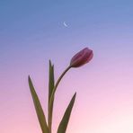 Shun Hae kim - Facebook
