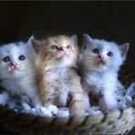 Shun Kim - Facebook