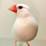 黃紓莛 - @shu_ting__huang - Instagram