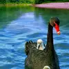 MOHAMMED SHWANI - @mohammed.shwani - TikTok