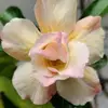 Shyamala Surajkumar - @shyamala.skumar - TikTok