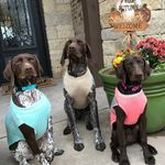 Shyla, Wilson, and Daisy - @the3gsps - Instagram
