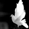 shyniabraham239 - @shyniabraham239 - TikTok